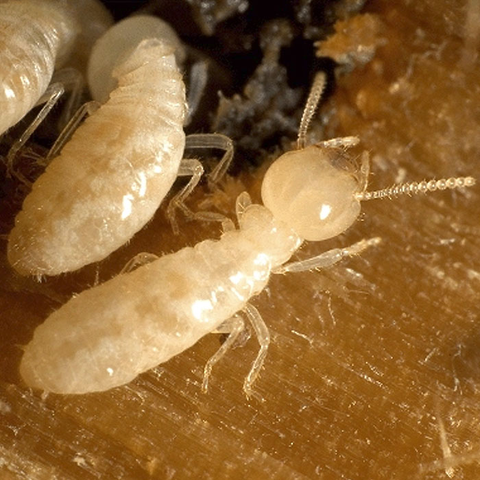 Diagnostic immobilier Termites