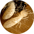 Diagnostic Termites